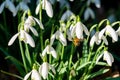 Honey bee collecting pollen on snowdrop in the sunshine Royalty Free Stock Photo