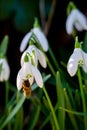 Honey bee collecting pollen in snowdrop in sunshine Royalty Free Stock Photo