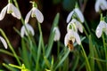 Honey bee collecting pollen in snowdrop in sunshine Royalty Free Stock Photo