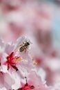 Honey bee collecting pollen from spring blossom, closeup. Cherry tree flowers with dew in morning Royalty Free Stock Photo