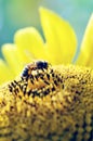 Honey bee collecting pollen on sunflower, insect honeybee, beauty in Nature, vertical Royalty Free Stock Photo