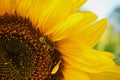 Honey bee collecting pollen in sunflower blossom Royalty Free Stock Photo