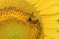 Honey Bee collecting pollen on sunflower. Royalty Free Stock Photo