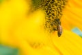 Honey bee collecting pollen on sunflower. nature, insect, flower Royalty Free Stock Photo