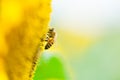 Honey bee collecting pollen on sunflower. nature, insect, flower Royalty Free Stock Photo