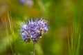 Honey Bee Collecting Pollen In A Sunny Meadow Royalty Free Stock Photo