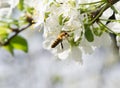 Honey Bee collecting pollen on white cherry blossom tree Royalty Free Stock Photo