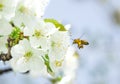 Honey Bee collecting pollen on white cherry blossom tree Royalty Free Stock Photo