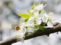 Honey Bee collecting pollen on white cherry blossom tree Royalty Free Stock Photo