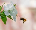 Honey Bee collecting pollen on white cherry blossom tree Royalty Free Stock Photo