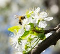 Honey Bee collecting pollen on white cherry blossom tree Royalty Free Stock Photo