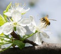 Honey Bee collecting pollen on white cherry blossom tree Royalty Free Stock Photo