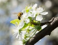 Honey Bee collecting pollen on white cherry blossom tree Royalty Free Stock Photo