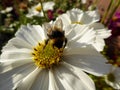 Honey Bee Collecting Pollen from White Cosmos Royalty Free Stock Photo