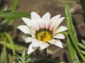 Honey bee collecting pollen on a white daisy flower Royalty Free Stock Photo