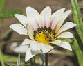 Honey bee collecting pollen on a white daisy flower Royalty Free Stock Photo