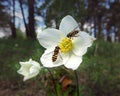 Honey bee collecting pollen from white flower Royalty Free Stock Photo
