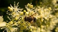 Honey bee collecting pollen on a white flower. Insect at work. Animal photo Royalty Free Stock Photo