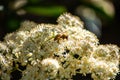 Honey bee collecting pollen from white flower petals in spring