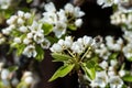 Honey bee collecting pollen from white flowers of the pear tree. Royalty Free Stock Photo