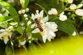 Honey bee collecting pollen at white tangerine tree blossom flower