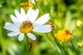 A honey bee collecting pollen from a white and yellow daisy flower in a field. Royalty Free Stock Photo