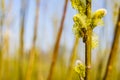 Honey bee collecting pollen from a willow flower in spring time