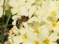 Bee collecting pollen on primerose