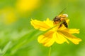 Honey bee collecting pollen on yellow cosmos flower. Royalty Free Stock Photo