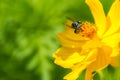 Honey bee collecting pollen on yellow cosmos flower. Royalty Free Stock Photo