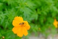 Honey Bee collecting pollen on yellow Cosmos or Yellow Cosmos fl Royalty Free Stock Photo