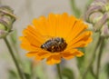 Honey bee collecting pollen on a yellow daisy flower Royalty Free Stock Photo