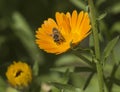 Honey bee collecting pollen on a yellow daisy flower Royalty Free Stock Photo