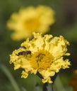 Honey bee collecting pollen on a yellow daisy flower Royalty Free Stock Photo