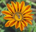 Honey bee collecting pollen on a yellow daisy flower Royalty Free Stock Photo