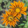 Honey bee collecting pollen on a yellow daisy flower Royalty Free Stock Photo