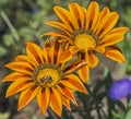 Honey bee collecting pollen on a yellow daisy flower Royalty Free Stock Photo