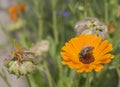 Honey bee collecting pollen on a yellow daisy flower Royalty Free Stock Photo