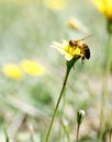 Honey Bee collecting pollen on yellow flower with green and yellow background