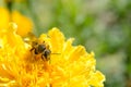 Honey bee collecting pollen on a yellow flower