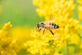 Honey bee collecting pollen on yellow goldenrod flowers Royalty Free Stock Photo