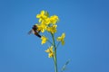 Honey Bee collecting pollen on yellow mustard flower. Royalty Free Stock Photo