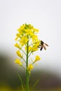 Honey Bee collecting pollen on yellow mustard flower. Royalty Free Stock Photo