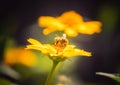 Honey Bee collecting pollen on yellow rape flower against blue sky. Bee on a yellow flower. Bee close up Royalty Free Stock Photo