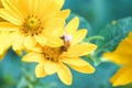 Honey Bee collecting pollen on yellow rape flower against blue sky. Bee on a yellow flower. Bee close up Royalty Free Stock Photo