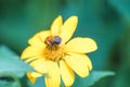 Honey Bee collecting pollen on yellow rape flower against blue sky. Bee on a yellow flower. Bee close up Royalty Free Stock Photo