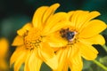 Honey Bee collecting pollen on yellow rape flower against blue sky. Bee on a yellow flower. Bee close up Royalty Free Stock Photo