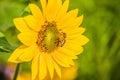 Honey Bee collecting pollen on yellow sunflower against blue sky Royalty Free Stock Photo