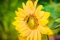 Honey Bee collecting pollen on yellow sunflower against blue sky Royalty Free Stock Photo