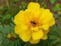 A honey bee collecting and taking honey a marigold flower. Royalty Free Stock Photo